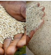 Natural/Conventional Sesame Seeds